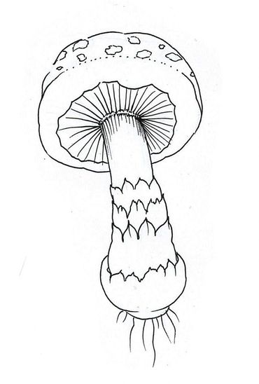 Mushroom 1