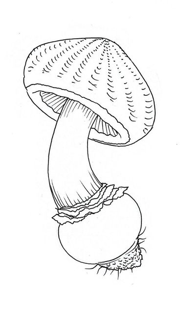 Mushroom 2