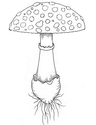 Toadstool Mushroom