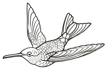 Hummingbird 5, Ernst Haeckel
