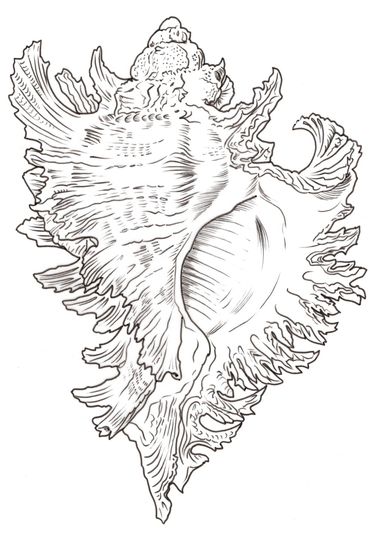 Conch Shell, Ernst Haeckel