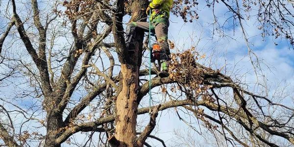 Professional arborist climbing and trimming a large tree with safety gear in Yukon, Oklahoma.