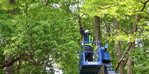 Johnson Tree Surgery worker trimming tree branches from an aerial lift in Oklahoma City, Oklahoma.