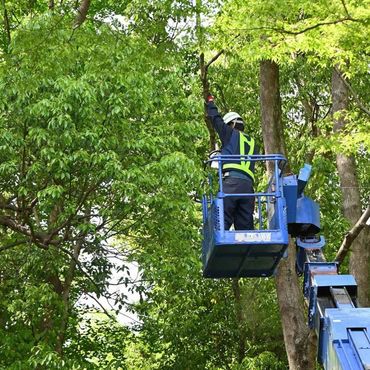 Professional arborist trimming tree branches from an aerial lift in the Oklahoma City area.