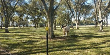 Pecan grove