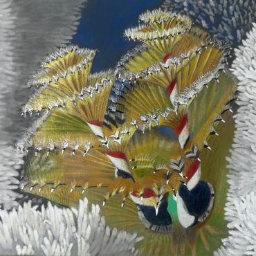 Colorful Sea Anemones surrounded by white coral.
