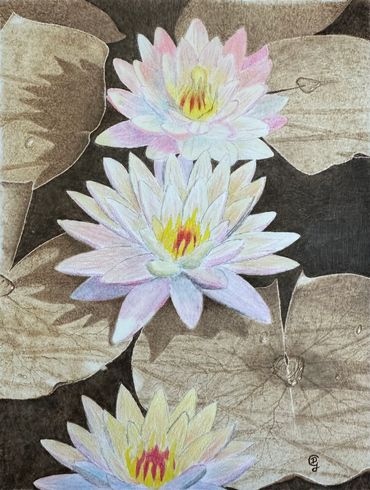 3 white waterlilies in a pond.