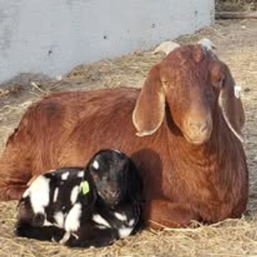A mother goat and her baby.
