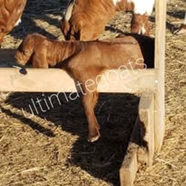 Baby goat sleeping in feed bunk.