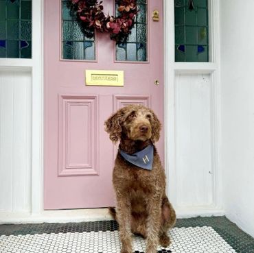 A brown dog sitting in front of a pink door with a wreath.