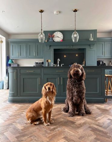 Two dogs sitting on a wooden floor in front of a green kitchen island.