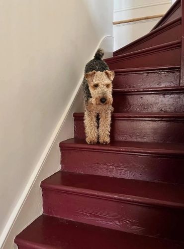 A small dog standing on maroon wooden stairs indoors. Preference Red