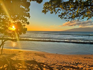 Golden sunset over a calm beach with tree silhouettes framing the scene.