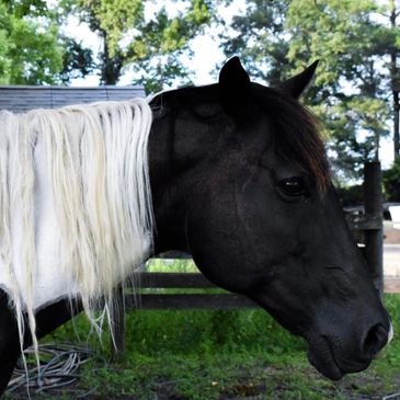 Black horse with a long white mane standing outdoors.