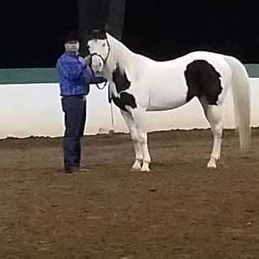 Person standing beside a white and black horse in an indoor arena.