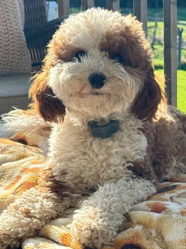 Curly-haired dog relaxing on a blanket outside.