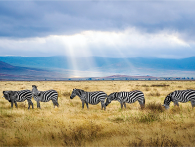 Some zebras standing in an open field