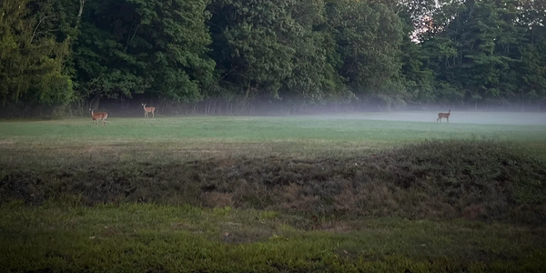Deer grazing in a misty field near a dense forest.