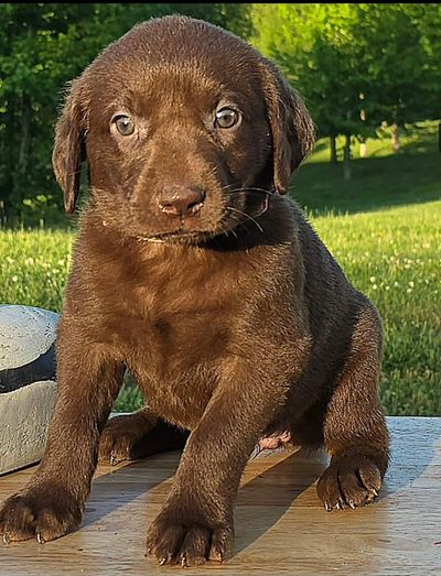 We have Black, Chocolate and Silver puppies available!