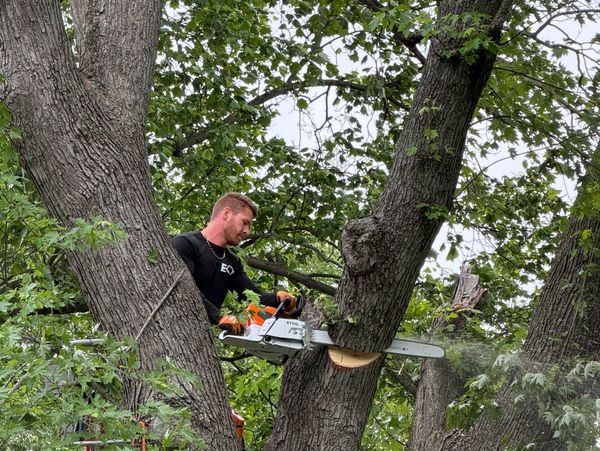 Man cutting a tree branch with a chainsaw.
