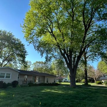 Sunny suburban neighborhood with houses and large trees under a clear blue sky.