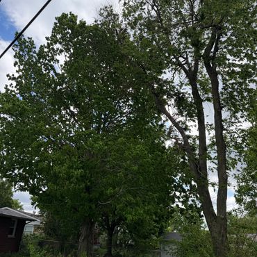Green trees with a cloudy sky and power lines.