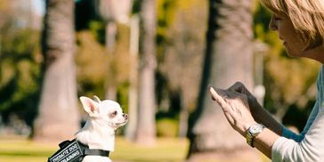 Small therapy dog in training listens attentively to woman outdoors.