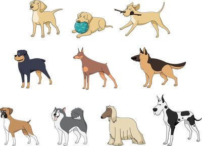 Les grandes races de chien