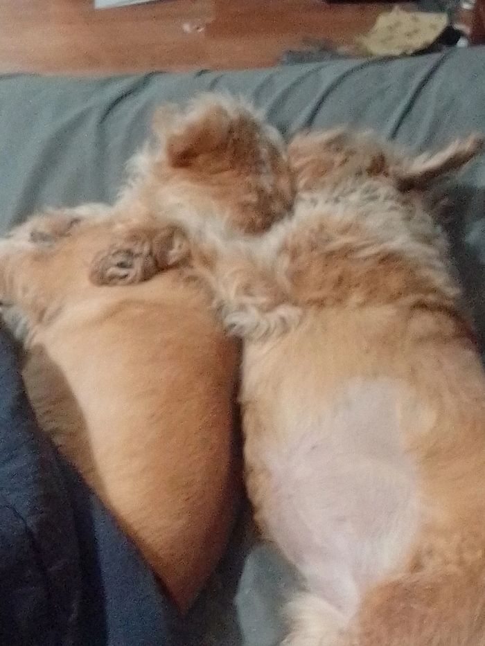 Two Dogs laying together