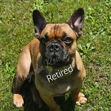 A French Bulldog sitting on grass.