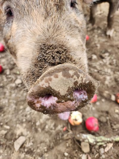 Off Piste Farm Pasture Raised Pork