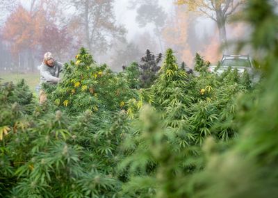 100% Vermont Sungrown Cannabis