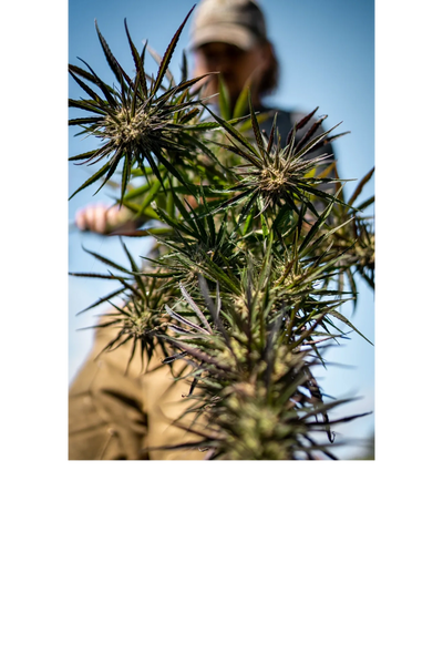 100% VT Sungrown Cannabis Flower