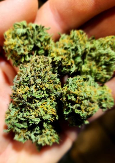 Off Piste Farm VT Sungrown Cannabis Flower