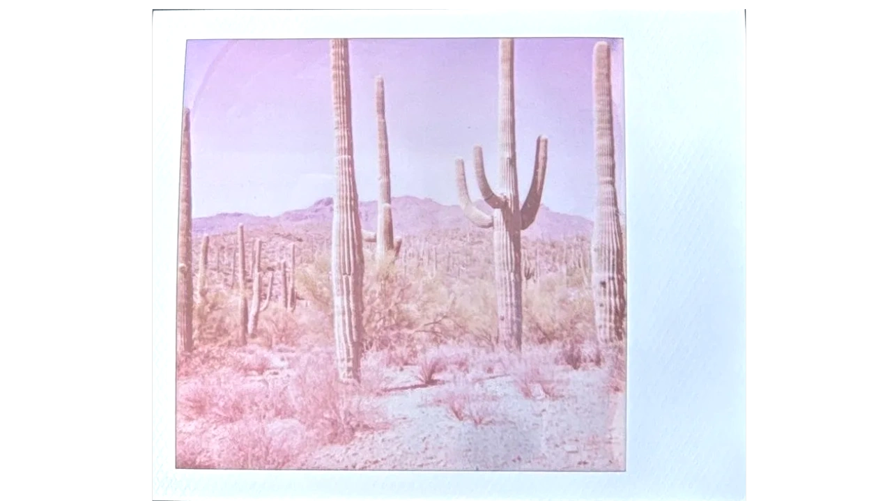 Polaroid photo from Saguaro National Park