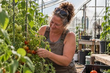 Woman tending tomato plants inside a working greenhouse.