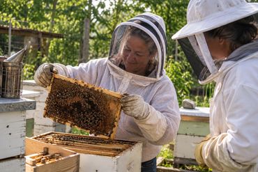 Two people in protective beekeeping gear inspecting a honeycomb frame at an outdoor beehive.