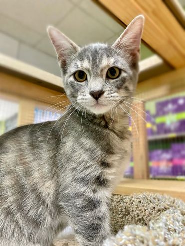 Cats, Adoptions, Cute, Whole Pets Market