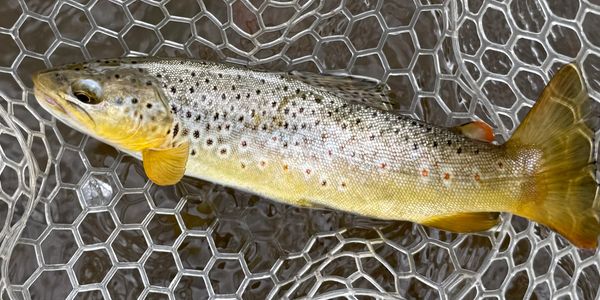 A brown trout with distinctive spots on a fishing net.