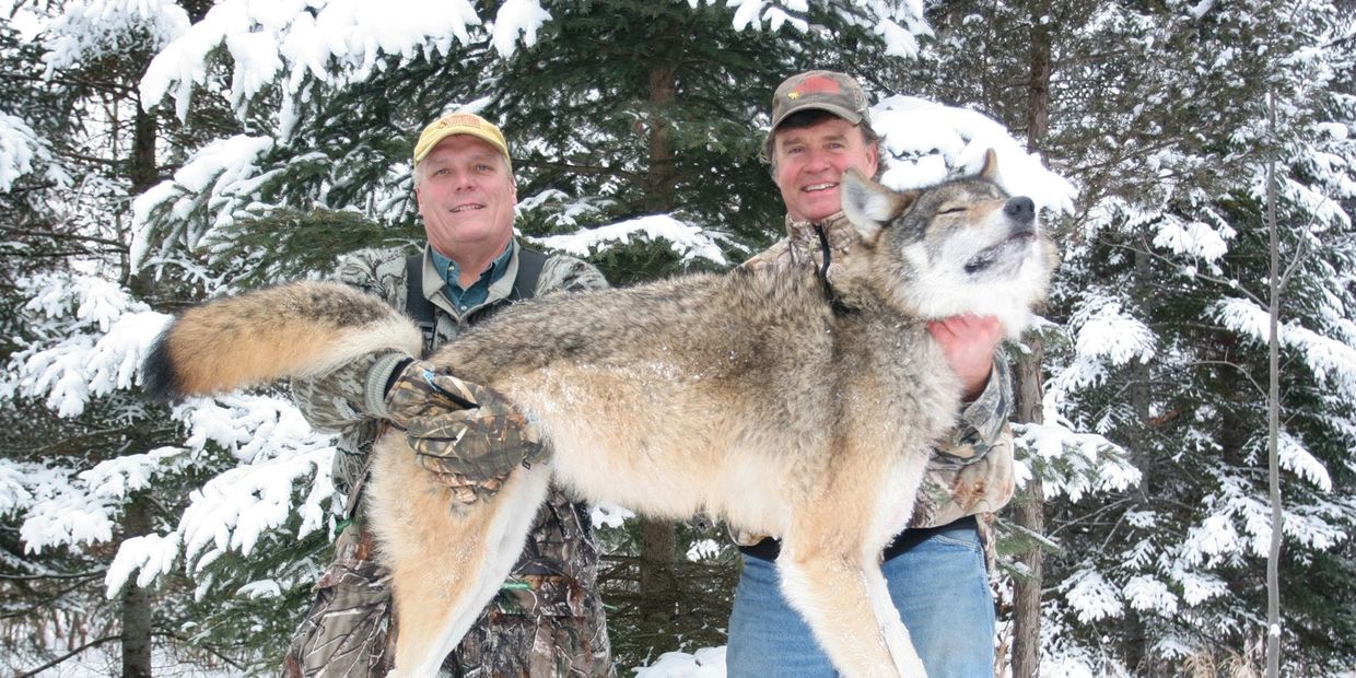 Minnesota Wolf Hunting Success