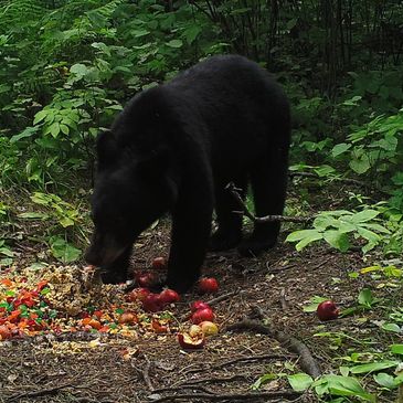 Minnesota Bear Hunting Trail Camera Image