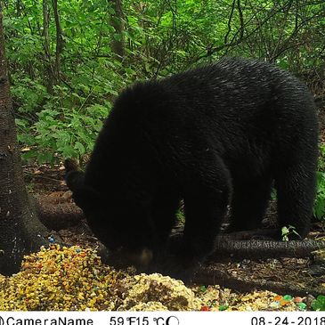 Minnesota Bear Hunting Trail Camera Image