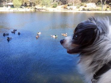 Dog watching male and female ducks on a pond or lake