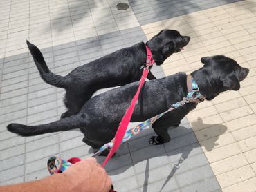 Dog Walking two black Labradors 