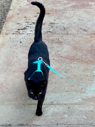 Nironi black cat walking on leash.