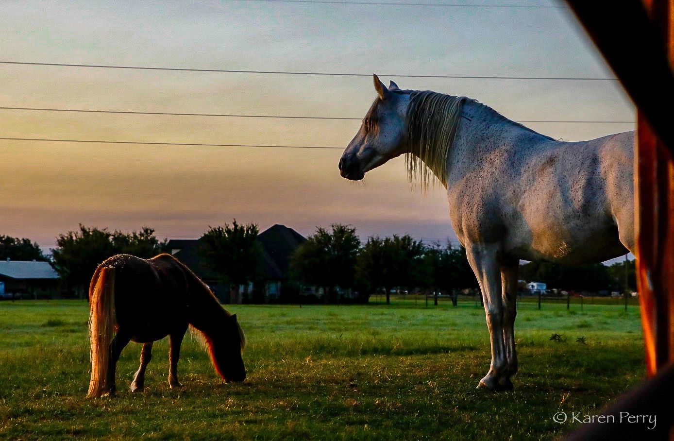 Morning Star Ranch Equine Facilitated Learning Dublin, Texas