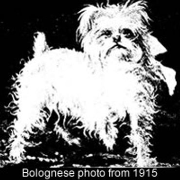 A historical bolognese dog black and white photo from 1915.