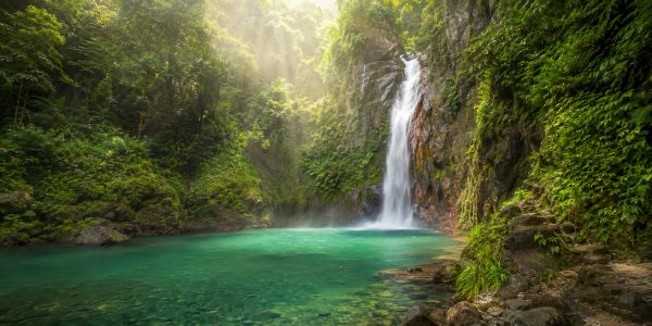 Serene waterfall in a lush green forest.