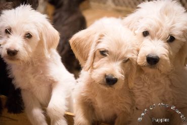 Labradoodle, Labrador, puppy, puppies, phoenix, arizona, akc, cute, dog, golden, doodle, pup, family