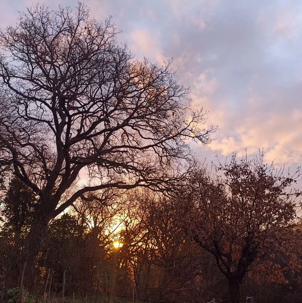 Sunset among the trees of Orvieto